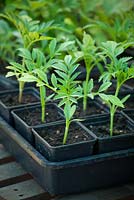 Young seedlings of African Marigold 'Kilimanjaro' growing in plastic pots on a greenhouse bench. Tagetes erecta
