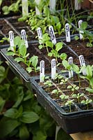 Trays of young annual seedlings growing in plastic seed tray modules in the greenhouse. Including zinnias, stock and sunflowers