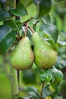 Pyrus communis 'Concorde'. Pear