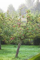 Malus domestica 'Crawley Beauty'. Apple tree on a misty morning in the orchard at West Dean Gardens, West Sussex