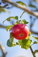Malus domestica 'Crawley Beauty' apple against blue sky. 