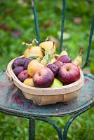 Apple, pears and plums collected in a wooden trug