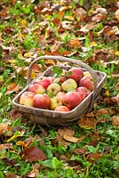 Trug of harvested apples amongst autumn leaves. Malus domestica