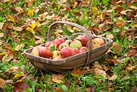Trug of harvested apples amongst autumn leaves. Malus domestica