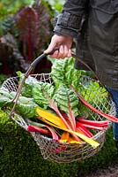 Harvested mixed chard in a wire basket. Beta vulgaris