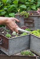 Add your decorative stones to the metal containers, being careful not to damage the Succulents