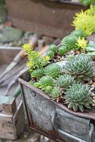 A variety of Succulents planted in metal container, with decorative stones and gravel mulch