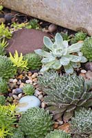 A variety of Succulents planted in metal container, with decorative stones and gravel mulch