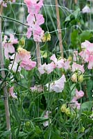 Lathyrus 'Morning Rose', Spencer sweet pea, a climbing annual flowering from June. Trained up canes and plastic netting