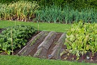 In a kitchen garden, rows of vegetable seedlings netted against pests