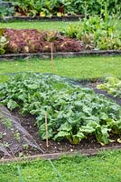 In a kitchen garden, a row of Beetroot 'Boldor' netted against pests