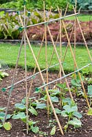 Small gherkin plants, starting to climb up a cane support