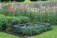 Cabbages netted against cabbage white butterfly