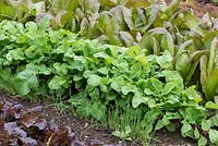 In raised beds in kitchen garden, rows of lettuce 'Red Romaine', spring onions and radishes.