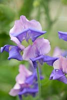 Lathyrus odoratus 'Erewhon', Spencer sweet pea, a climbing annual flowering from June