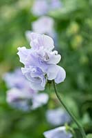 Lathyrus odoratus 'Charlie's Angel', a Spencer sweet pea, a climbing annual flowering from June