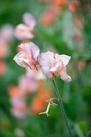 Lathyrus 'Blue Vein', Spencer sweet pea, climbing annual, July. The blue veining develops on the petals as they age.