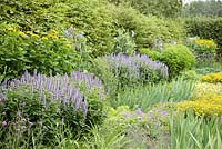 AGM border at RHS Wisley with planting of Agastache 'Blue Fortune', Geranium pratense 'Mrs Kendall Clark, Coreopsis verticillata 'Zagreb' and 'Moonbeam' and foliage of Iris 'Superstition' in July