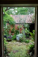 Secret courtyard garden from dining room french doors. Completely concealed by buildings. Olea europaea, olive tree, in central pot. Violas to left, Salvia to right. Parthenocissus quinquefolia - virginia creeper climbing over roof.