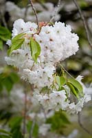 Prunus 'Shogetsu' - syn. Prunus serrulata 'Longipes', flowering cherry