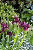 Iris 'Cherry Garden' with Myosotis alpestris - forget-me-not in spring border