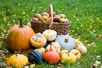Autumn harvest. Pumpkins, squash and basket of apples in grass among fallen leaves. Including, Australian Blue pumpkin, Patty pan squash, Onion squash, Butternut squash, Festival squash, Turk's Turban, Acorn squash, Munchkin squash and Celebration squash. Apples are Egremont Russet and Tydeman's Late Orange