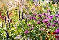 Summer border with Agastache 'Black Adder', Monarda 'Scorpion', Persicaria aplexicaurus 'Firetail', Veronicastrum virginicum 'Fascinatium', Leonotis nepetifolia and Helenium.