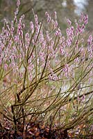 Salix chaenomeloides 'Mt Aso' - Pink Pussy Willow 