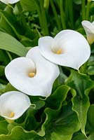 Zantedeschia aethiopica