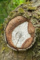 Tree showing callus growth around edge of wound where branch was removed