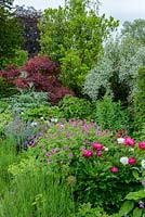 Mixed border with Geranium psilostemon, peonies, nepeta, cynara, cotinus lavender and elaeagnus