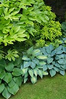 Fatsia japonica 'Variegata' in shady border with hostas, ferns and Choisya ternata 'Sundance'