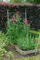 Old fashioned sweet peas trained on bamboo frame with plastic netting. Copper beech - Fagus sylvatica 'Atropunicea' hedge.