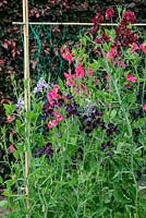 Old fashioned sweet peas trained on bamboo frame with plastic netting. Copper beech - Fagus sylvatica 'Atropunicea' hedge.