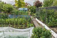 Well tended vegetable garden. Plastic mesh protection against carrot fly, soft fruit in cage, runner beans on bamboo frame, brassicas with bird protection. Small aluminium greenhouse.