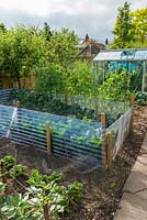 Well tended vegetable garden. Brassicas with bird protection