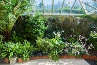 Conservatory built between the house and the rocky outcrop behind it, is home to a range of tender species including Geranium palmatum, arum lilies, aspidistras and a tree fern, Dicksonia antarctica. Windy Hall, Windermere, Cumbria, UK