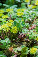 Chrysosplenium alternifolium. Windy Hall, Windermere, Cumbria, UK