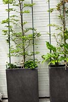 Carpinus betulus - Hornbeam in modern pots. Family Fabry - Mathijs. Belgium