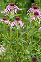 Echinacea pallida. Coneflower. Jaap de Vries. Jakobstuin. The Netherlands