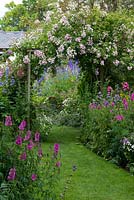 A cottage garden with grass path running through informal herbaceous borders with delphinium, phygelius, campanula, feverfew, phlox, penstemon, foxglove, hardy geranium, prairie mallow and tobacco plant. On rustic wooden arch, rambling Rosa 'Belvedere'.