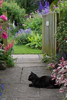 Bibby the cat on the path in a cottage garden.