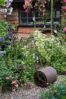 A cottage garden with cast iron roller by clump of white feverfew, in front of a wooden summerhouse Clematis 'Etoile Violette'.