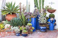 View of assorted succulents and cactus in containers at Jim Bishop's Garden. San Diego, California, USA. August.