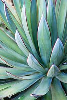 Agave 'Blue Glow'. Jim Bishop's Garden. San Diego, California, USA. August.