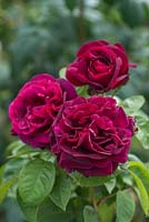 Rosa 'Rose Du Roi a Fleurs Pourpres'