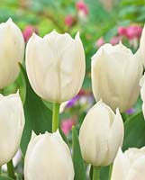 Tulipa Inzell