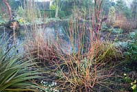 Garden bed in winter with Astelia chathamica 'Silver Spear' Galanthus Narcissus and Cornus sanguinea Midwinter Fire overlooking a pond at Weeping Ash, Glazebury, Cheshire February