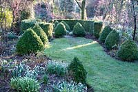 Box cones and hedging in winter garden at Weeping Ash, Cheshire, February