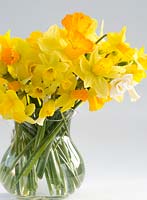 Variety of garden Narcissi in glass vase - Jetfire, Tete a Tete,, Bridal Crown, Snipe, Eaton Bells